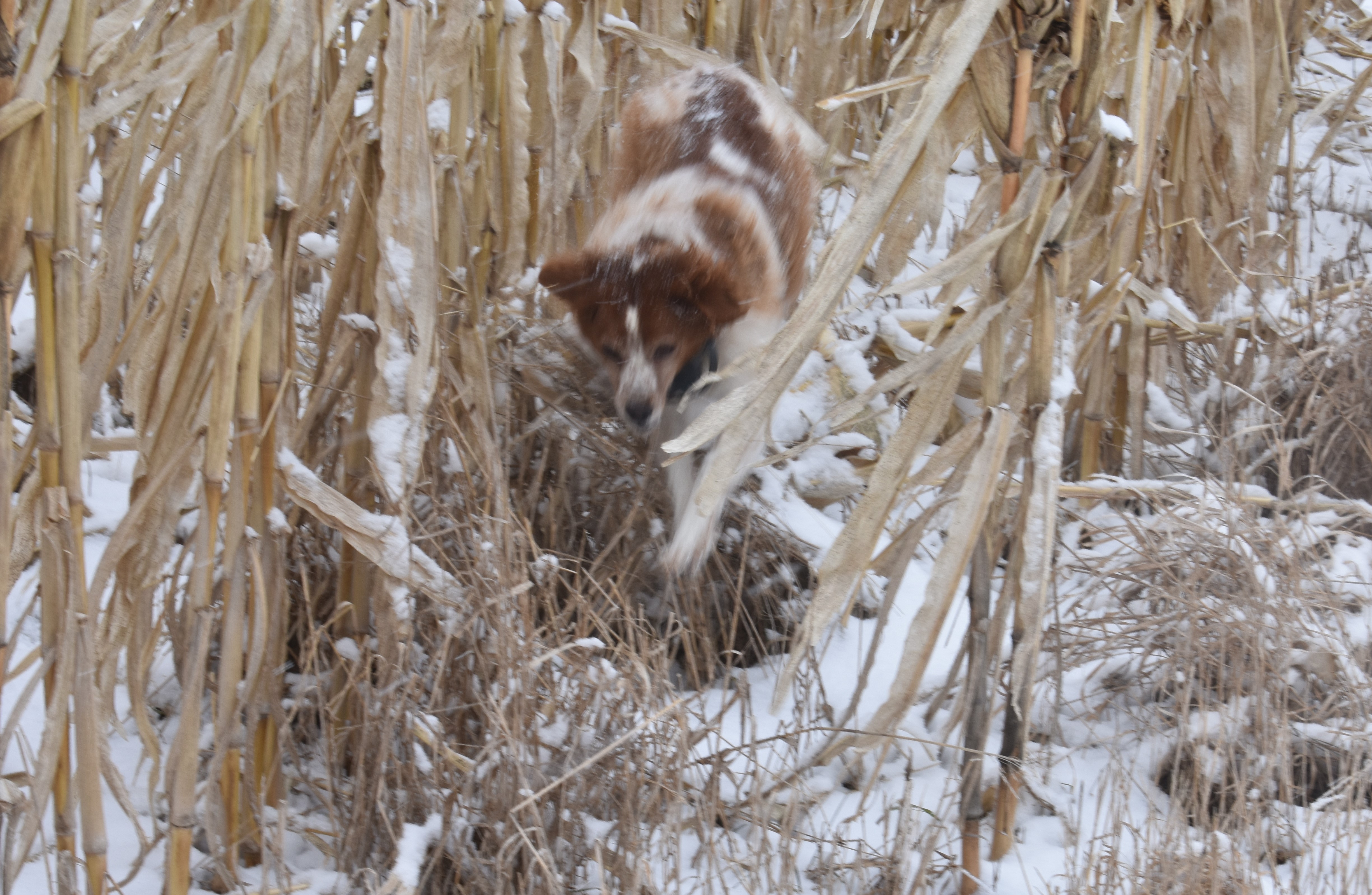 Molly Hunting